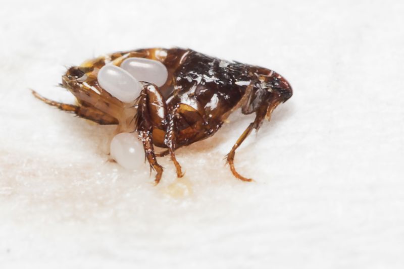 Earwig Extermination
