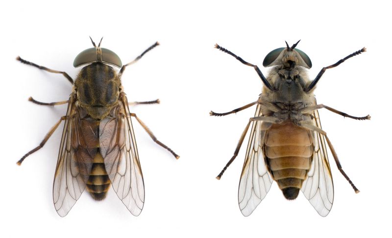 Common Fly And Mosquito Problems Around Homes