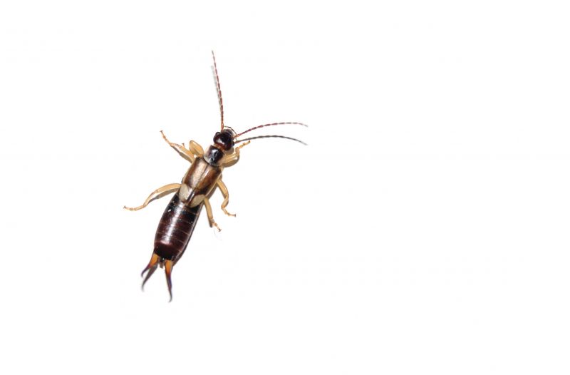 Earwig Extermination