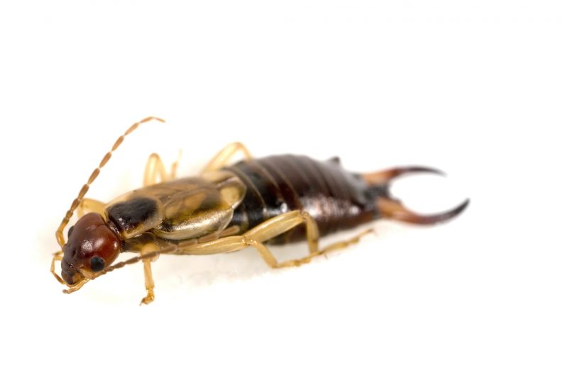 Indoor Earwig