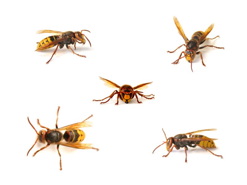 Wasps and Hornets