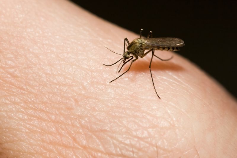 Signs You Need Fly Or Mosquito Control Services