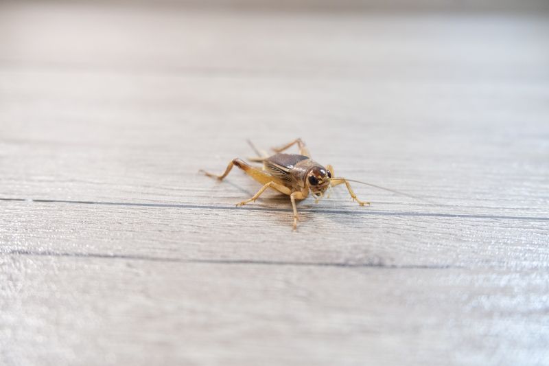 Why Crickets Invade Homes And How To Stop Them