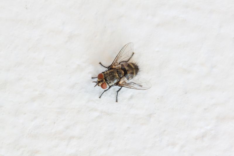 Why Spring Fly And Mosquito Pest Control Matters
