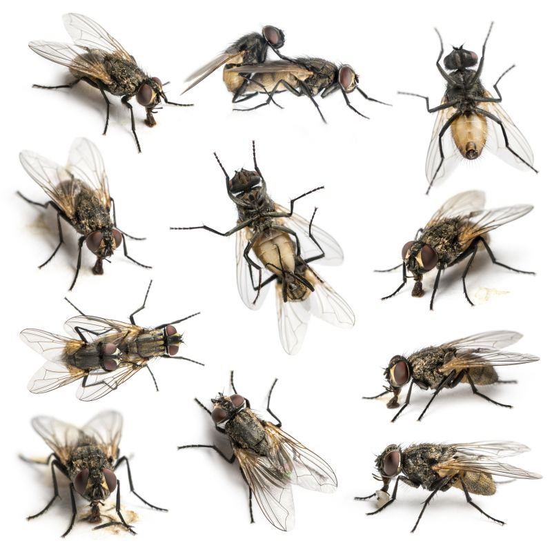 Why Spring Fly And Mosquito Pest Control Matters